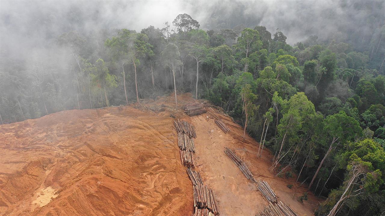Το Κοινοβούλιο εγκρίνει νέο κανονισμό κατά της παγκόσμιας αποψίλωσης των δασών