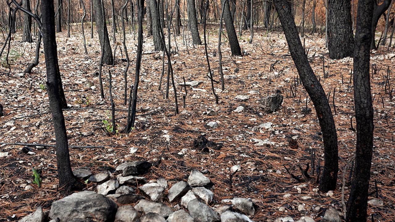 Περιφέρεια Αττικής για τους πυρόπληκτους: 150 φιλοξενήθηκαν σε κλιματιζόμενες αίθουσες του ΟΑΚΑ