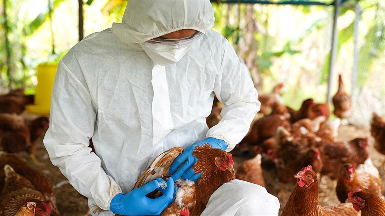 Σε κατάσταση έκτακτης ανάγκης η Καλιφόρνια λόγω γρίπης των πτηνών-Σοβαρό κρούσμα σε άνθρωπο στη Λουιζιάνα