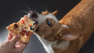 Ποιες ανθρώπινες τροφές είναι ασφαλείς για σκύλους;