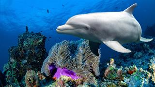 Τα δελφίνια θεραπεύουν τα δερματικά τους προβλήματα σε ''νοσοκομεία κοραλλιών''
