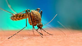 Μπορούν τα κουνούπια να μεταδώσουν τον κορωνοϊό;