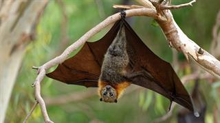 Ευρήματα κορωνοϊού σε νυχτερίδες στην Ευρώπη