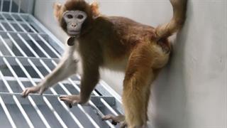 Δημιουργήθηκε κλωνοποιημένος πίθηκος για την επιτάχυνση της ιατρικής έρευνας