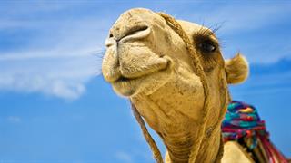 Κένυα: Εποχικές κορυφώσεις MERS-CoV σε καμήλες και πιθανή μετάδοση σε ανθρώπους