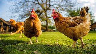 Πρώτο κρούσμα γρίπης των πτηνών σε άνθρωπο καταγράφηκε στην Αυστραλία