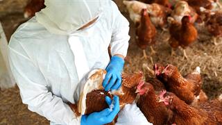 Στο Μεξικό ο πρώτος θάνατος ανθρώπου παγκοσμίως από γρίπη των πτηνών