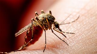ECDC: Επιδείνωση της εξάπλωσης νοσημάτων που μεταδίδονται από κουνούπια