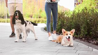 Απειλητική και για τα κατοικίδια η καθιστική ζωή - Το όφελος από κοινή άσκηση ανθρώπων και σκύλων [μελέτη]