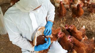 ECDC: 42 κρούσματα γρίπης πτηνών σε 13 ευρωπαϊκές χώρες - Τα 15 σε οικόσιτα πτηνά