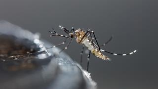 ΕΟΔΥ: Παραμένει ένα το κρούσμα λοίμωξης από ιό του Δυτικού Νείλου