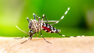ΕΟΔΥ: Προφυλαχθείτε από τα κουνούπια- Έντονη η κυκλοφορία του ιού του Δυτικού Νείλου τη φετινή περίοδο