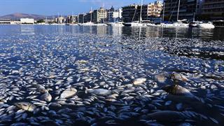 Γιατί πλημμύρισε η Μαγνησία με νεκρά ψάρια - Τα ζητήματα Δημόσιας Υγείας