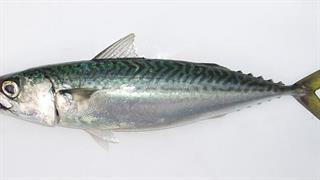 Τα λιπαρά ψάρια περιορίζουν τον κίνδυνο αρθρίτιδας